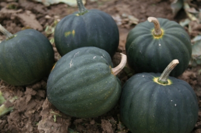 Picture of Winter Squash - Table Star F1